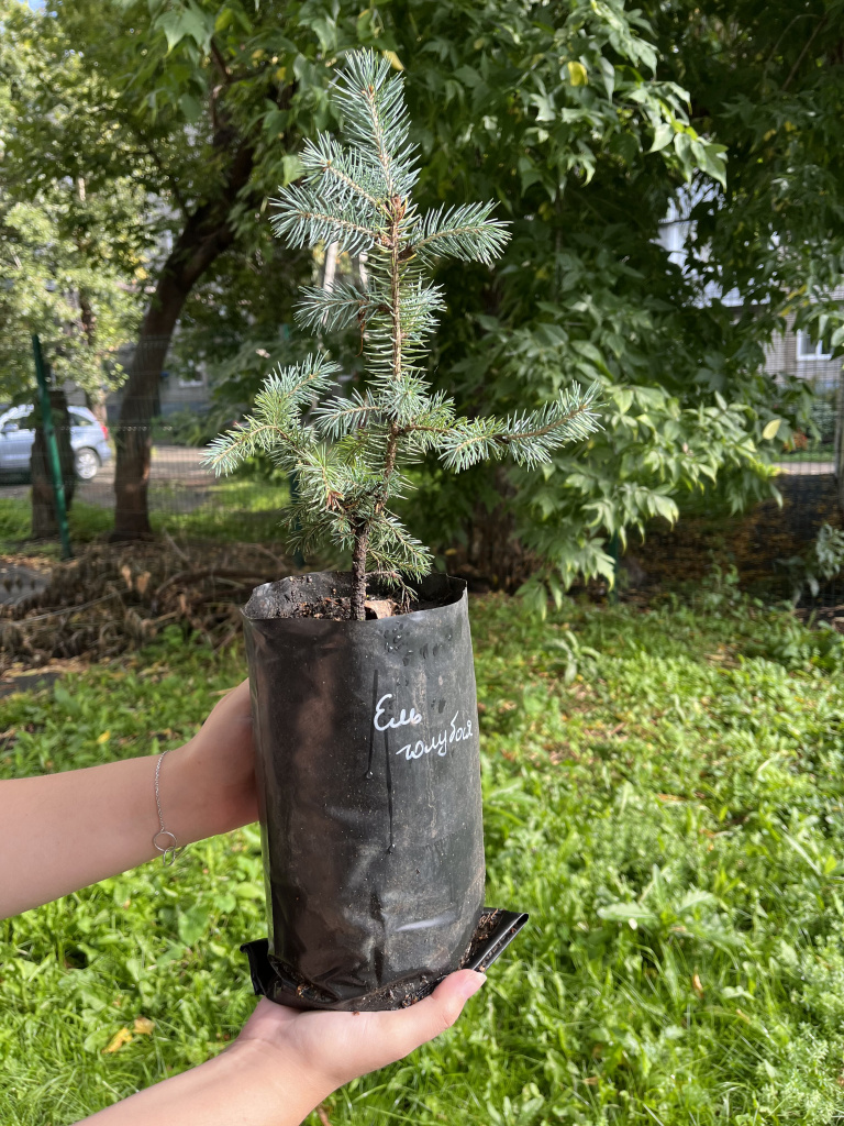 хвойные оптом хвойные оптом