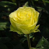 Роза "Лимбо" чайно-гибридная, саженец 1 шт